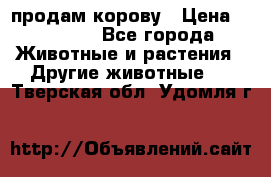 продам корову › Цена ­ 70 000 - Все города Животные и растения » Другие животные   . Тверская обл.,Удомля г.